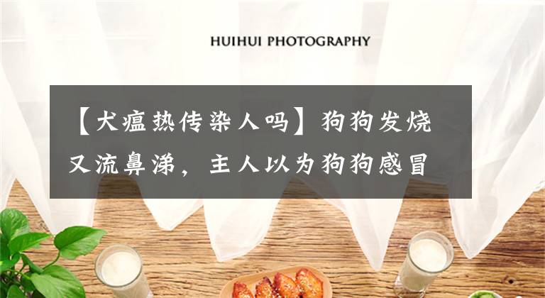 【犬瘟热传染人吗】狗狗发烧又流鼻涕，主人以为狗狗感冒了，其实可能是致命的犬瘟热
