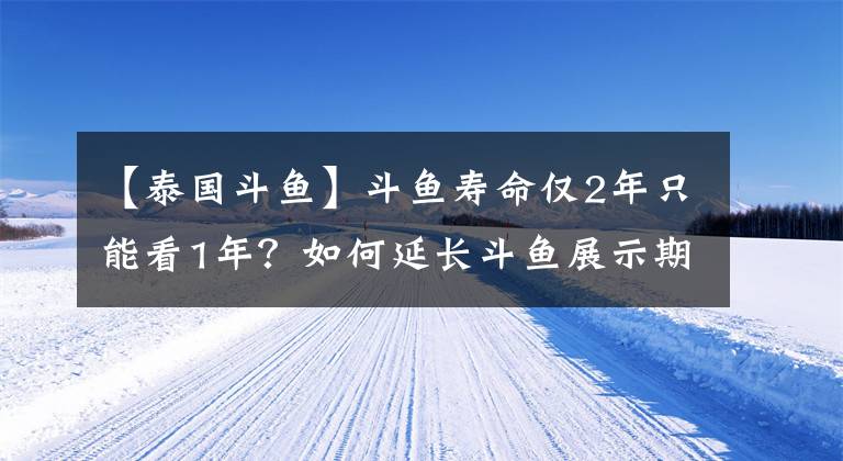【泰国斗鱼】斗鱼寿命仅2年只能看1年？如何延长斗鱼展示期，请做好这4步