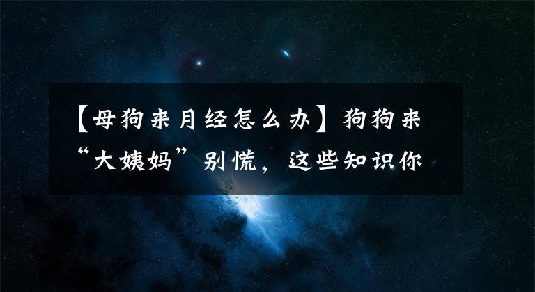 【母狗来月经怎么办】狗狗来“大姨妈”别慌，这些知识你需要知道