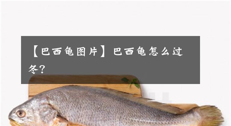 【巴西龟图片】巴西龟怎么过冬？