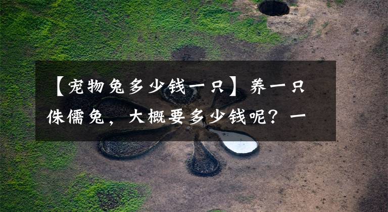 【宠物兔多少钱一只】养一只侏儒兔，大概要多少钱呢？一个养兔玩家的自白