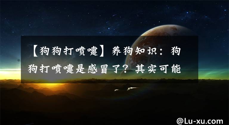 【狗狗打喷嚏】养狗知识：狗狗打喷嚏是感冒了？其实可能比想得严重