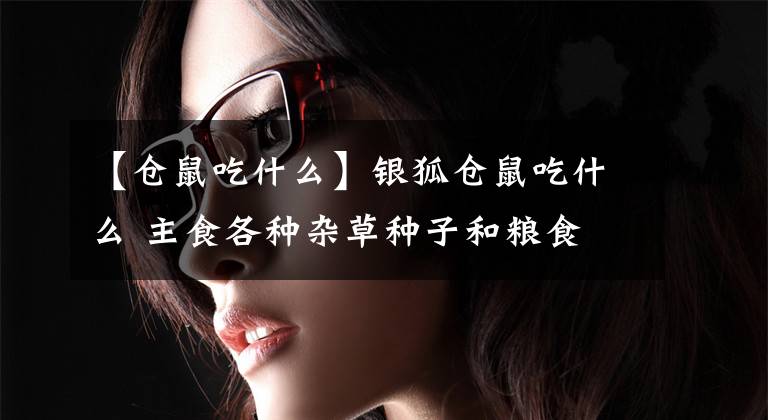 【仓鼠吃什么】银狐仓鼠吃什么 主食各种杂草种子和粮食