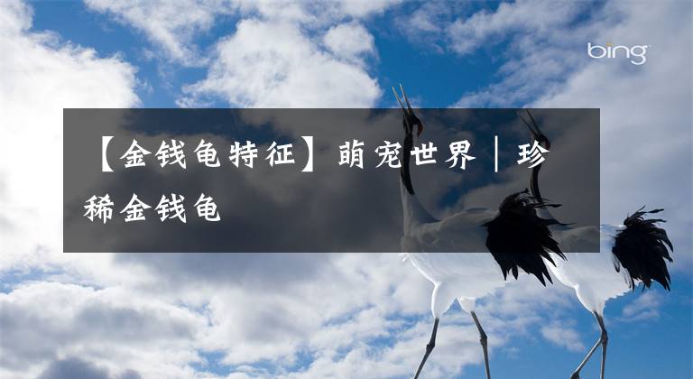 【金钱龟特征】萌宠世界｜珍稀金钱龟