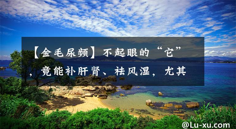 【金毛尿频】不起眼的“它”，竟能补肝肾、祛风湿，尤其止血功效堪称一绝！