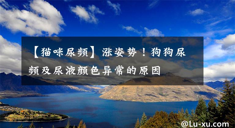 【猫咪尿频】涨姿势！狗狗尿频及尿液颜色异常的原因