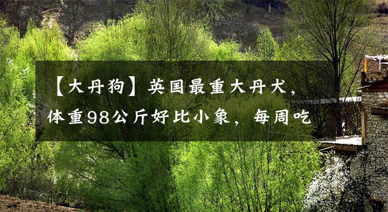【大丹狗】英国最重大丹犬，体重98公斤好比小象，每周吃掉16公斤食物