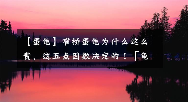 【蛋龟】窄桥蛋龟为什么这么贵，这五点因数决定的！「龟谷鳖老」