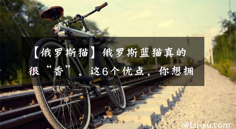 【俄罗斯猫】俄罗斯蓝猫真的很“香”，这6个优点，你想拥有吗？