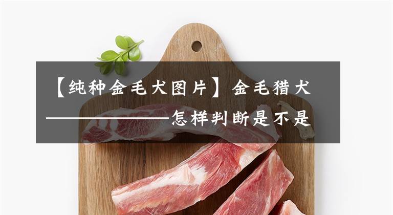 【纯种金毛犬图片】金毛猎犬——————怎样判断是不是纯种？