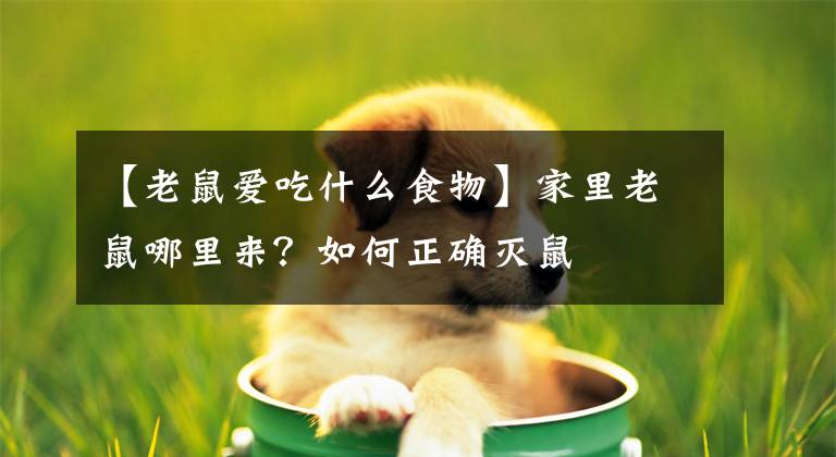 【老鼠爱吃什么食物】家里老鼠哪里来？如何正确灭鼠
