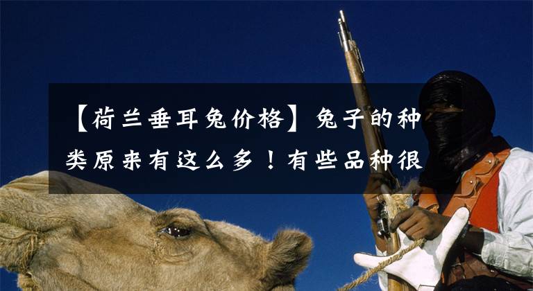【荷兰垂耳兔价格】兔子的种类原来有这么多！有些品种很少见！
