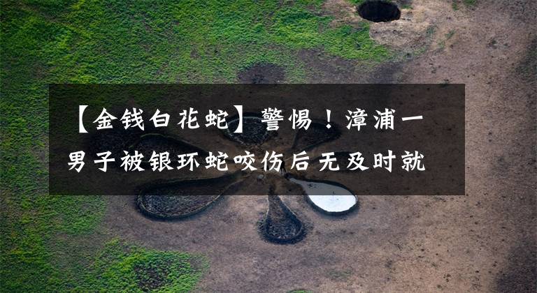 【金钱白花蛇】警惕！漳浦一男子被银环蛇咬伤后无及时就诊命悬一线
