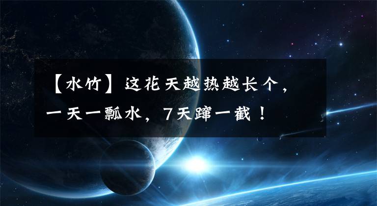 【水竹】这花天越热越长个，一天一瓢水，7天蹿一截！