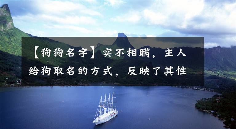 【狗狗名字】实不相瞒，主人给狗取名的方式，反映了其性格