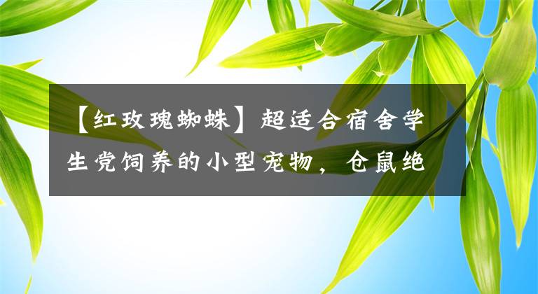 【红玫瑰蜘蛛】超适合宿舍学生党饲养的小型宠物，仓鼠绝对C位，另类宠物受追捧