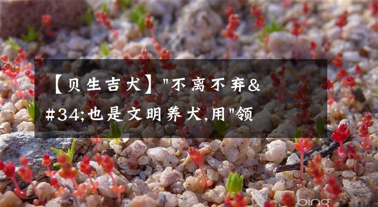 【贝生吉犬】"不离不弃"也是文明养犬,用"领养代替购买"你愿意吗？