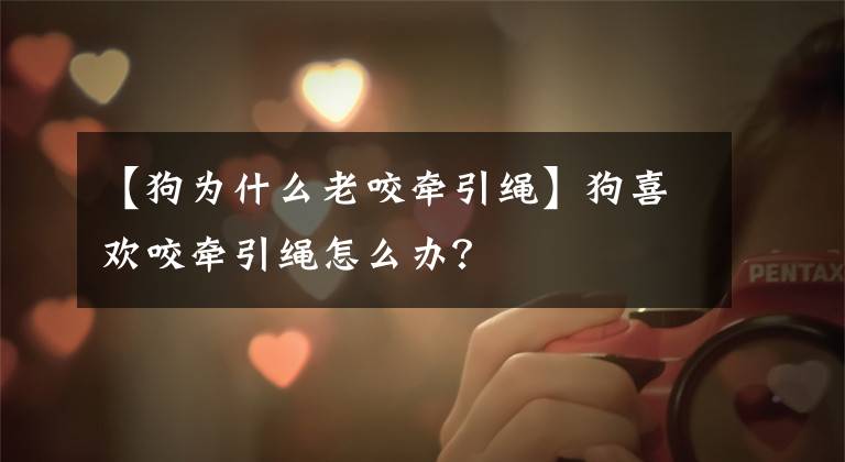【狗为什么老咬牵引绳】狗喜欢咬牵引绳怎么办？