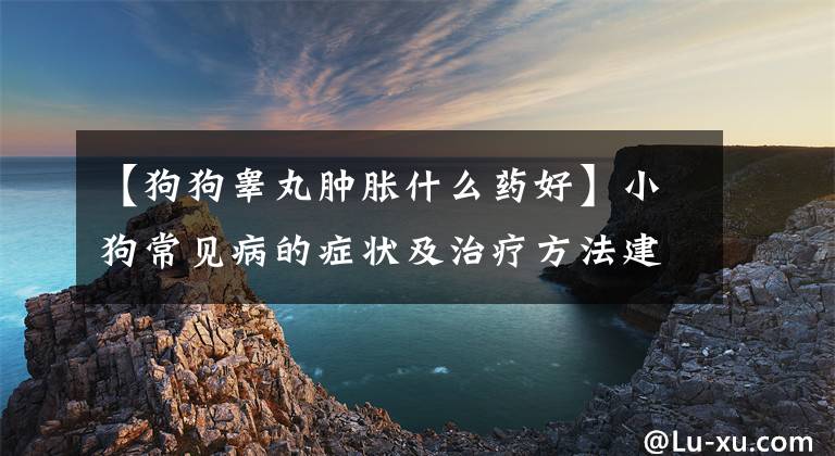 【狗狗睾丸肿胀什么药好】小狗常见病的症状及治疗方法建议收藏，关键时刻挽救小狗的生命
