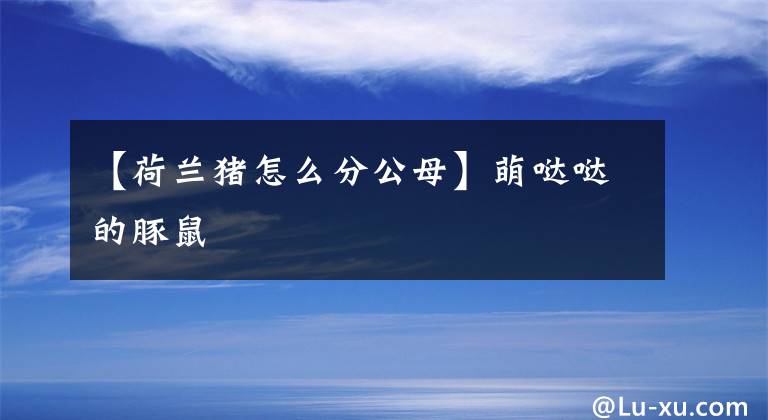 【荷兰猪怎么分公母】萌哒哒的豚鼠