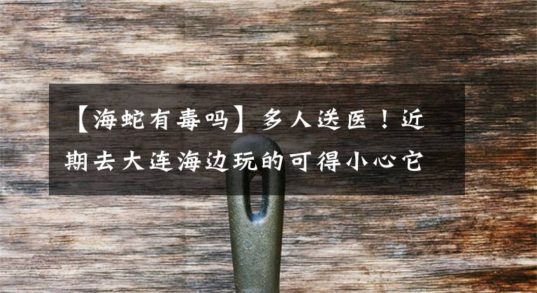 【海蛇有毒吗】多人送医！近期去大连海边玩的可得小心它海蜇！这玩意能致死
