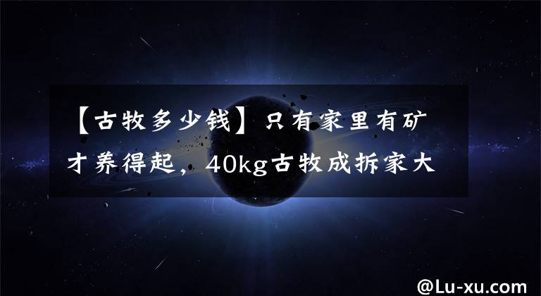 【古牧多少钱】只有家里有矿才养得起，40kg古牧成拆家大王，报废新电视不用一周