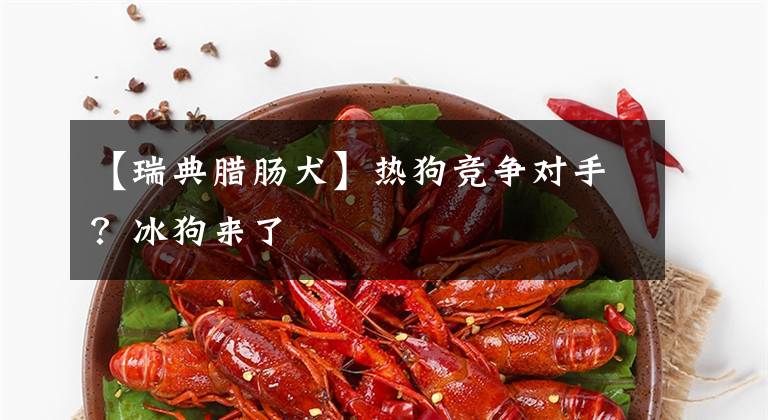 【瑞典腊肠犬】热狗竞争对手？冰狗来了