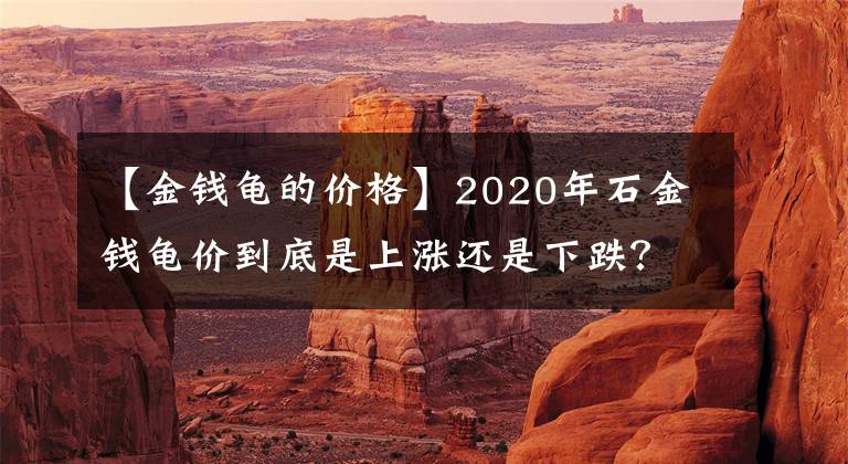 【金钱龟的价格】2020年石金钱龟价到底是上涨还是下跌？