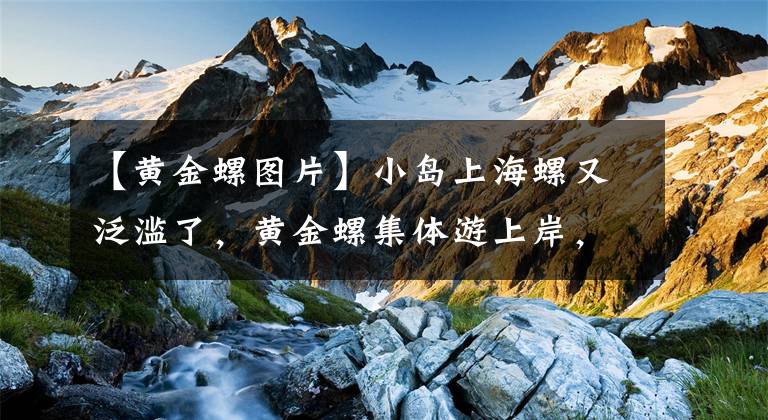 【黄金螺图片】小岛上海螺又泛滥了，黄金螺集体游上岸，小伙见一个捉一个