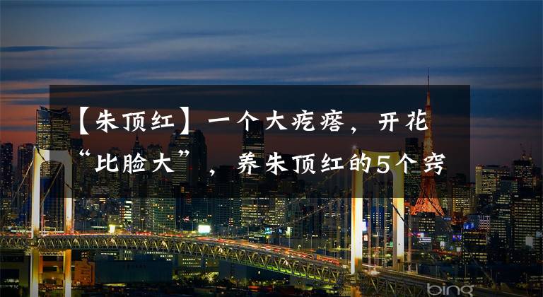 【朱顶红】一个大疙瘩，开花“比脸大”，养朱顶红的5个窍门，年年开大花