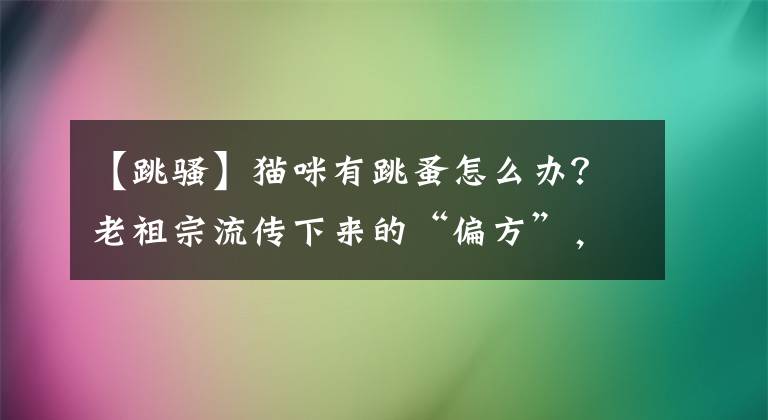【跳骚】猫咪有跳蚤怎么办？老祖宗流传下来的“偏方”，很受用