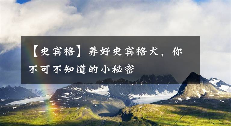 【史宾格】养好史宾格犬，你不可不知道的小秘密