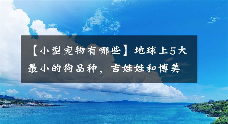 【小型宠物有哪些】地球上5大最小的狗品种，吉娃娃和博美上榜，有你喜欢的吗？
