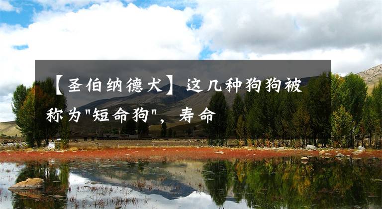 【圣伯纳德犬】这几种狗狗被称为"短命狗"，寿命不长你养的品种是吗？