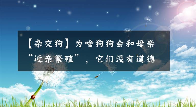 【杂交狗】为啥狗狗会和母亲“近亲繁殖”，它们没有道德感吗？