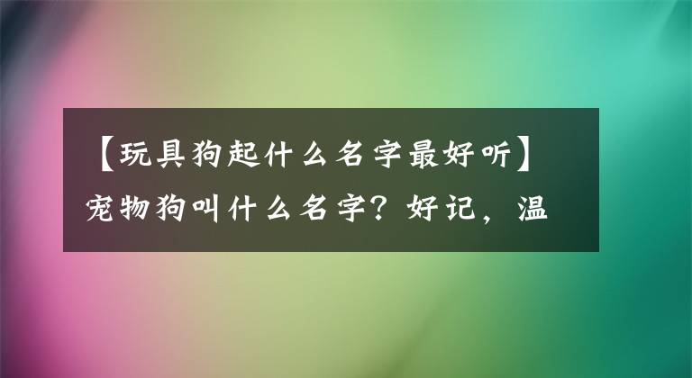 【玩具狗起什么名字最好听】宠物狗叫什么名字？好记，温顺-可爱。