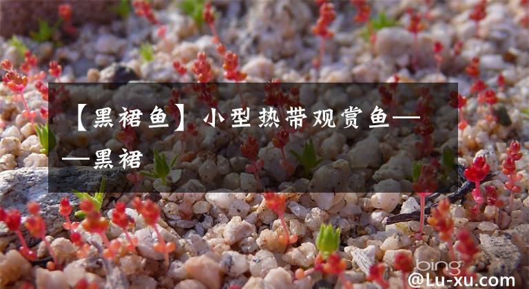 【黑裙鱼】小型热带观赏鱼——黑裙