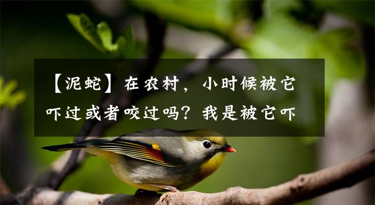 【泥蛇】在农村，小时候被它吓过或者咬过吗？我是被它吓过了，记忆犹新啊