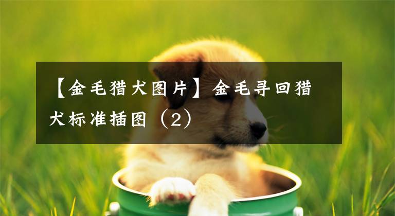 【金毛猎犬图片】金毛寻回猎犬标准插图（2）