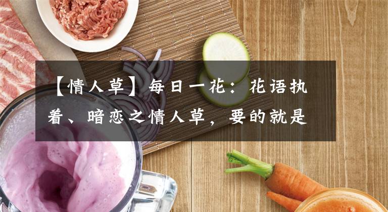 【情人草】每日一花：花语执着、暗恋之情人草，要的就是完美爱情
