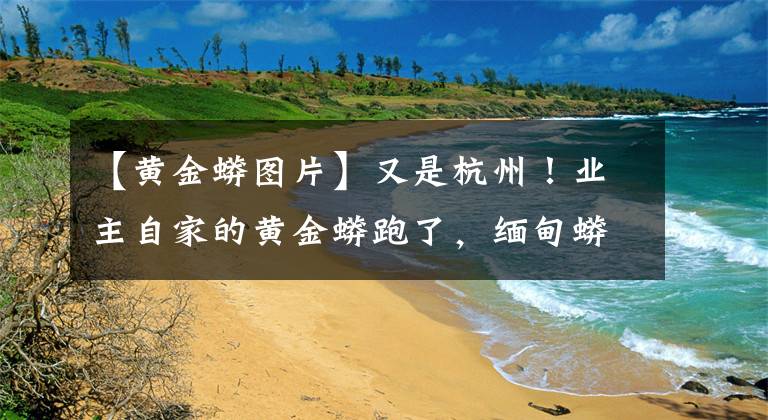 【黄金蟒图片】又是杭州！业主自家的黄金蟒跑了，缅甸蟒能长9.75米，能不能养？