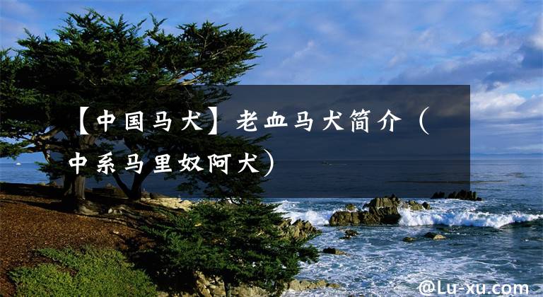 【中国马犬】老血马犬简介（中系马里奴阿犬）