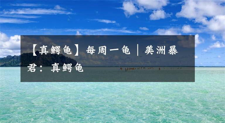【真鳄龟】每周一龟｜美洲暴君：真鳄龟