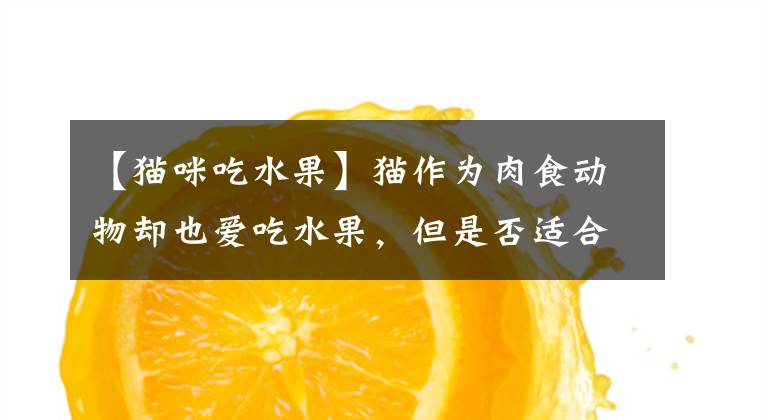 【猫咪吃水果】猫作为肉食动物却也爱吃水果，但是否适合，猫能吃什么水果