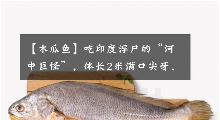 【木瓜鱼】吃印度浮尸的“河中巨怪”，体长2米满口尖牙，中国也有？