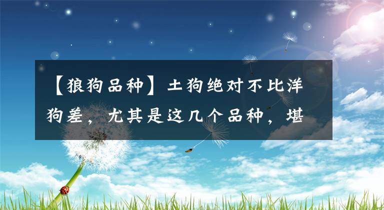 【狼狗品种】土狗绝对不比洋狗差，尤其是这几个品种，堪称国货狗中的佳品