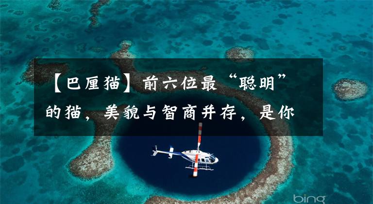 【巴厘猫】前六位最“聪明”的猫，美貌与智商并存，是你家主子吗？