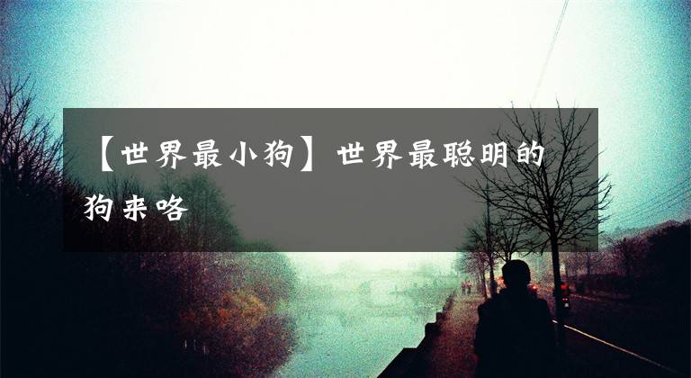 【世界最小狗】世界最聪明的狗来咯