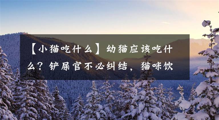 【小猫吃什么】幼猫应该吃什么？铲屎官不必纠结，猫咪饮食攻略奉上