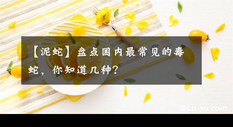 【泥蛇】盘点国内最常见的毒蛇，你知道几种？